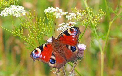 Der Frühling ist da – Lust auf ein Engagement für einen Tag? Wir suchen aktuell….